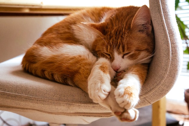 Wie lange schläft eine Katze?